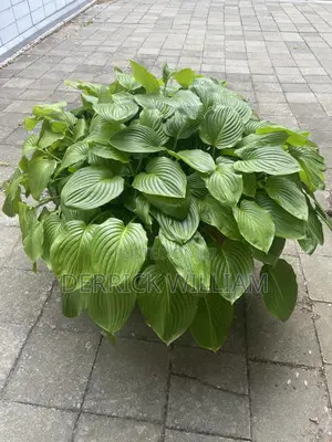 Struggling With Your Houseplants?
