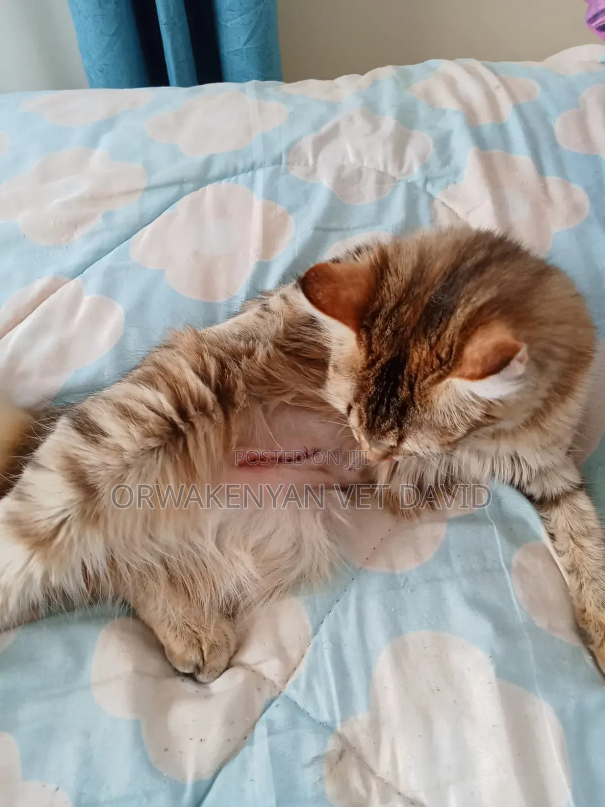 Vet Service