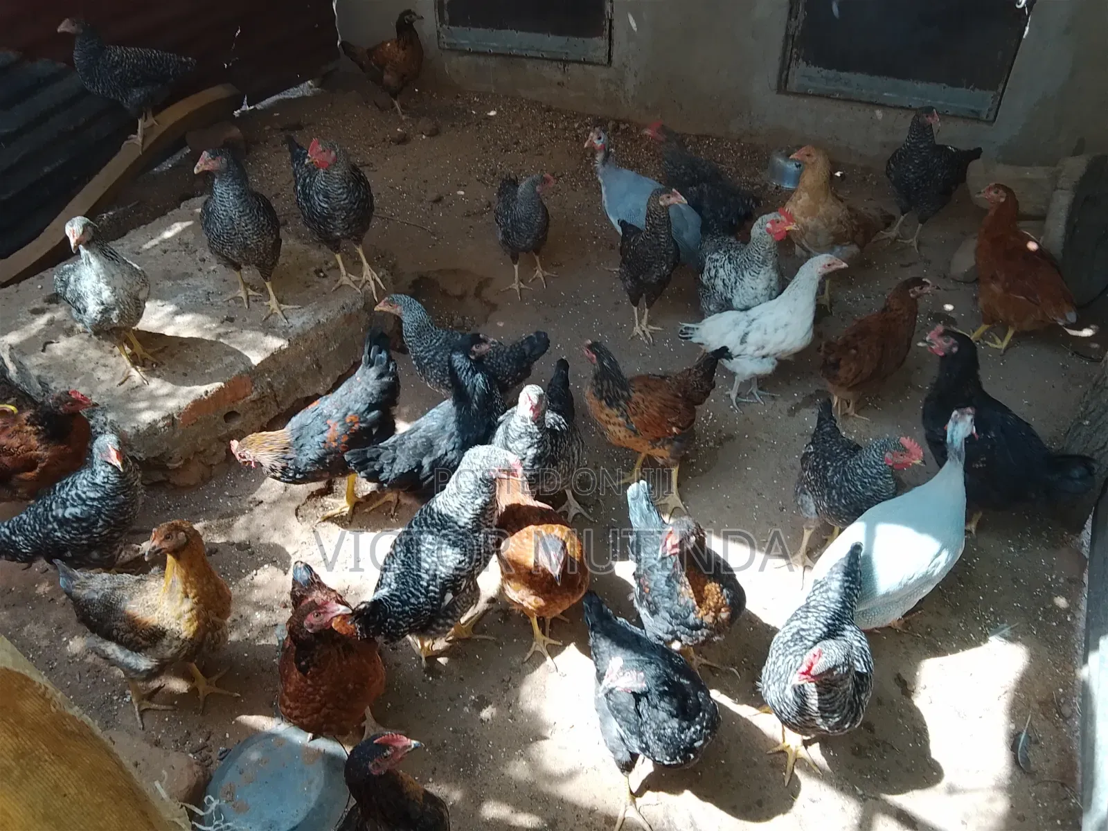 Improoved Kienyeji Chicken