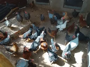 Improoved Kienyeji Chicken