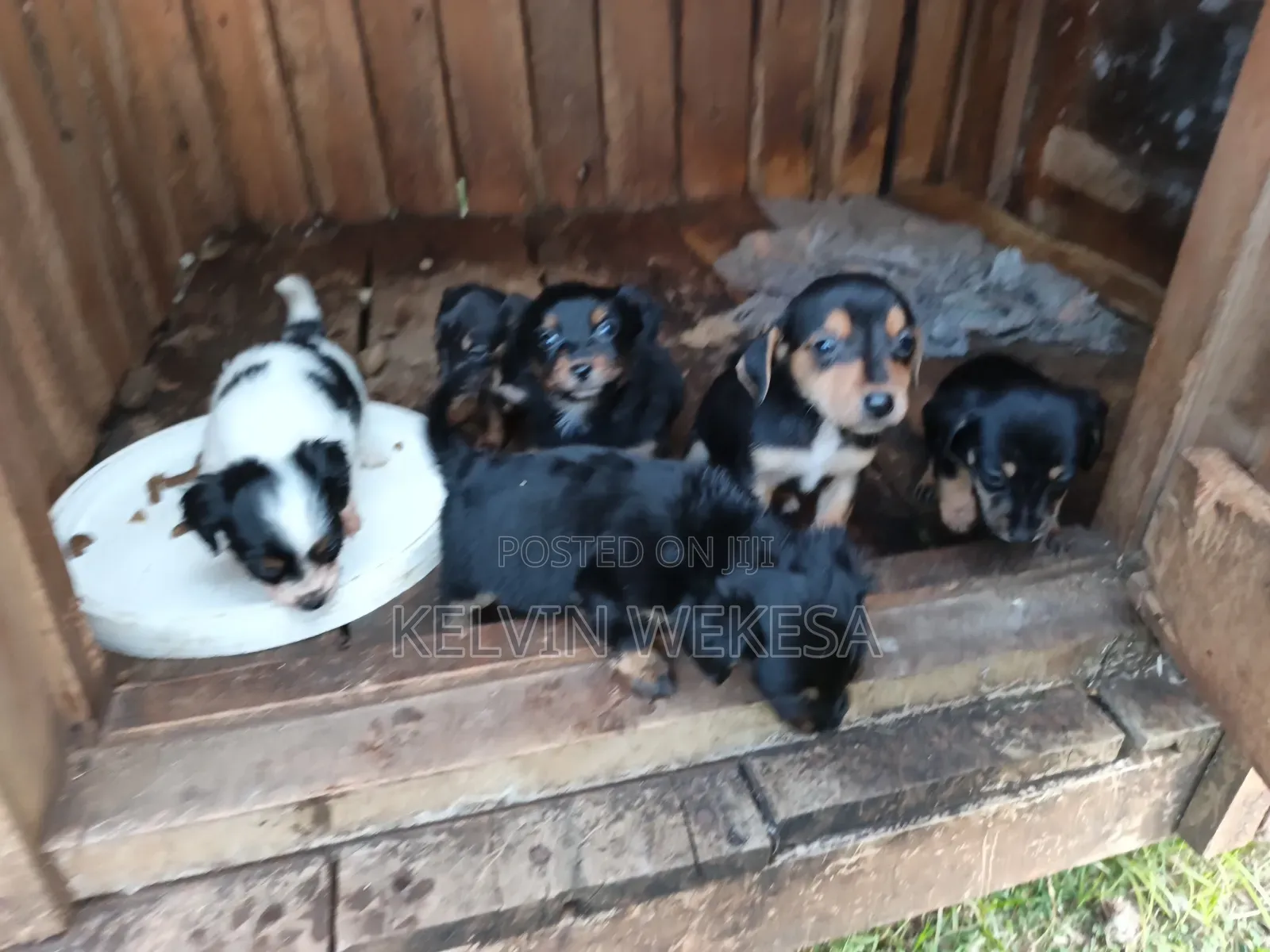 1-3 months Female Purebred Dachshund