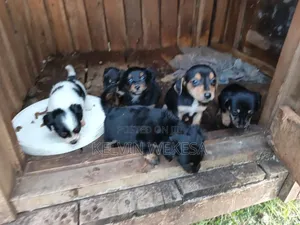 1-3 months Female Purebred Dachshund
