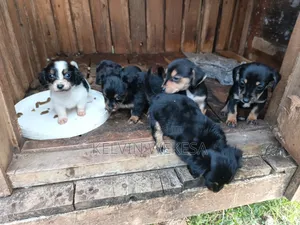 1-3 months Female Purebred Dachshund