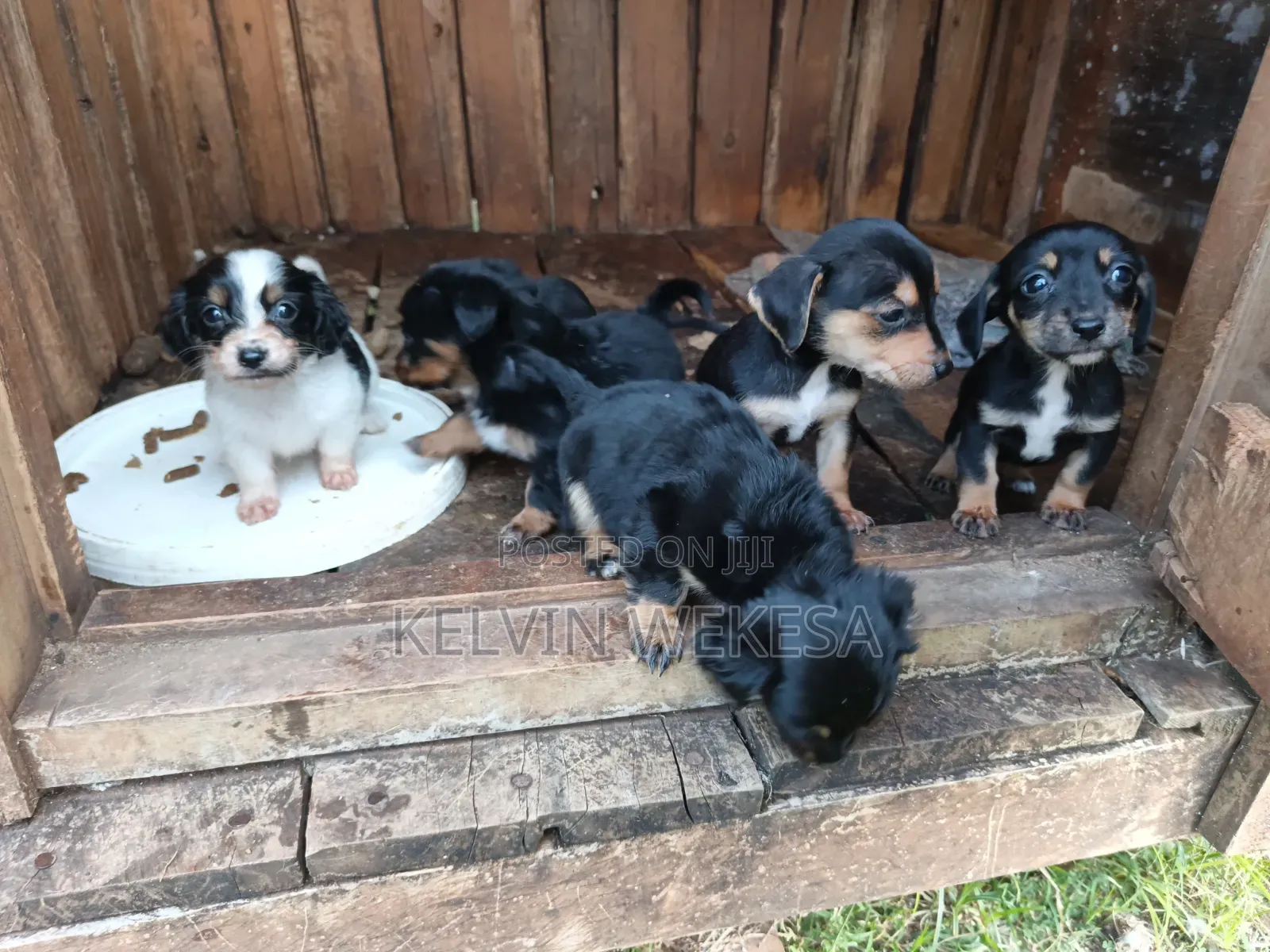 1-3 months Female Purebred Dachshund