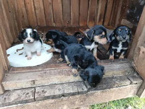 1-3 months Female Purebred Dachshund