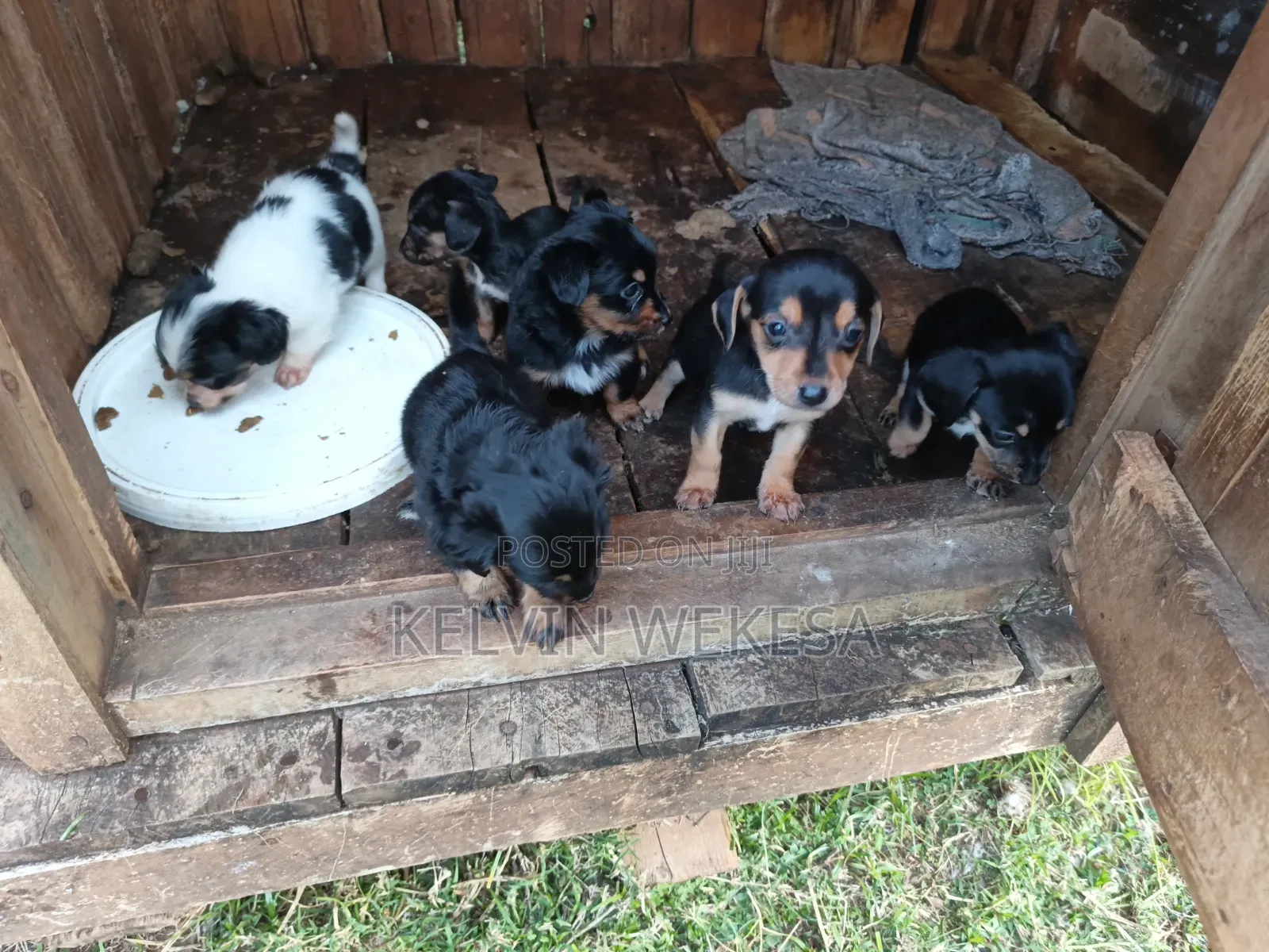 1-3 months Female Purebred Dachshund
