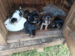 1-3 months Female Purebred Dachshund