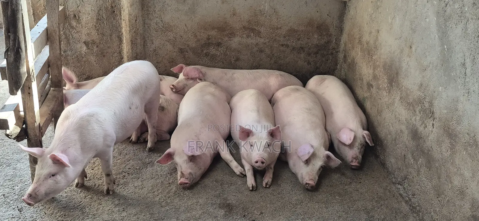 Pure Large White Piglets 2.5 Months