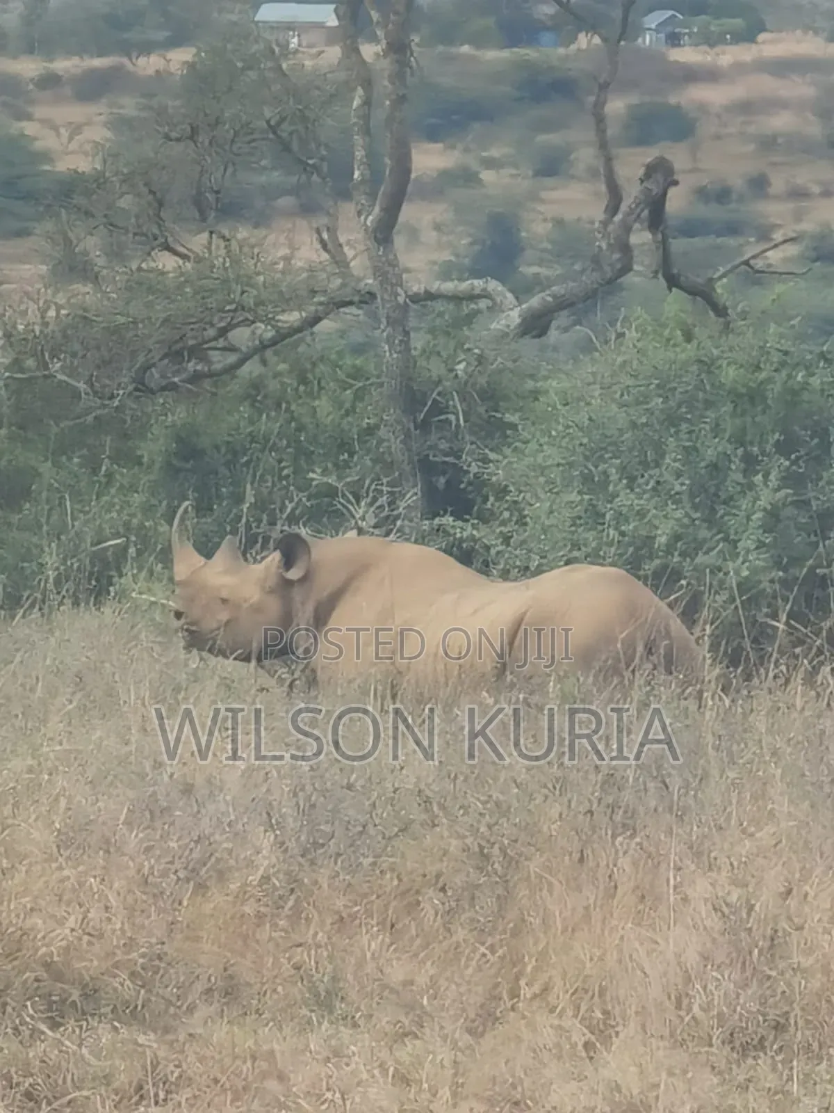 Tours and Travel , Car Hire for Safaris