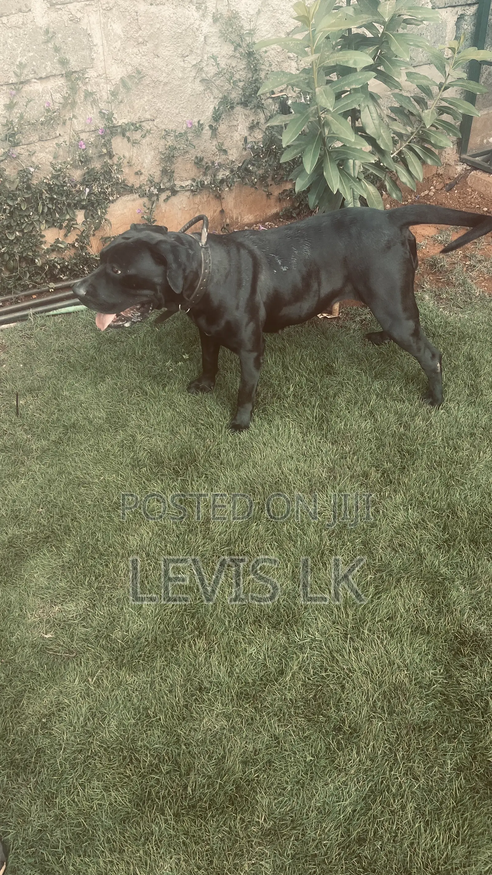 1+ year Female Purebred Boerboel