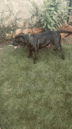 1+ year Female Purebred Boerboel