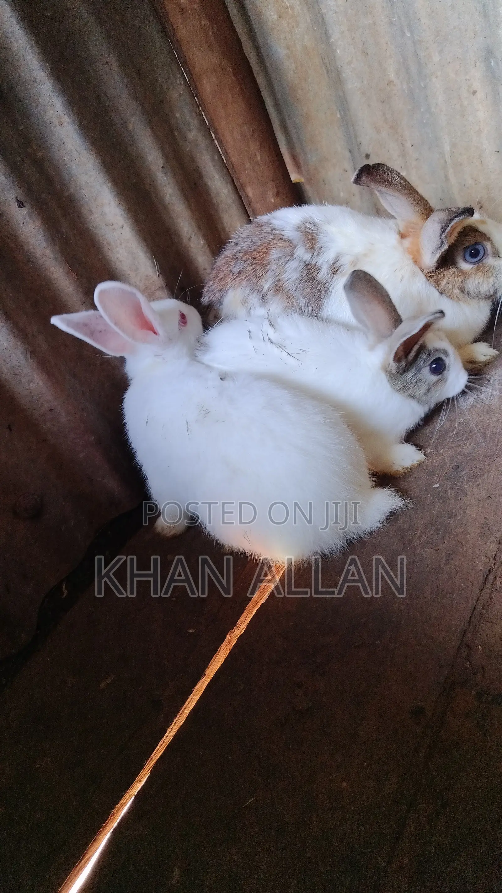 Rabbits for Sale