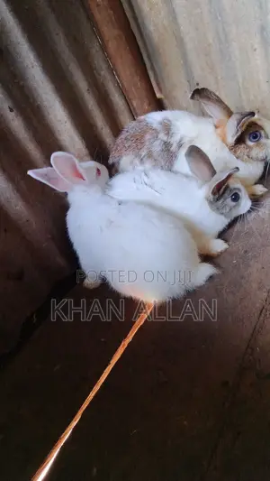 Rabbits for Sale