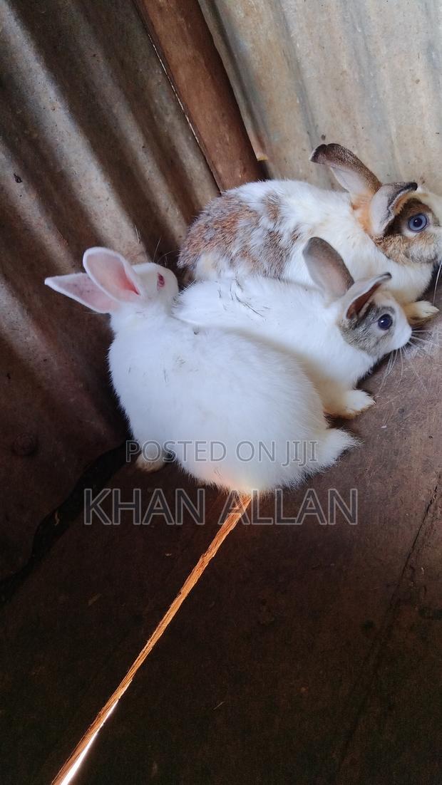 Rabbits for Sale