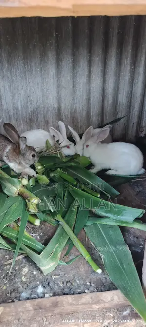 Rabbits for Sale