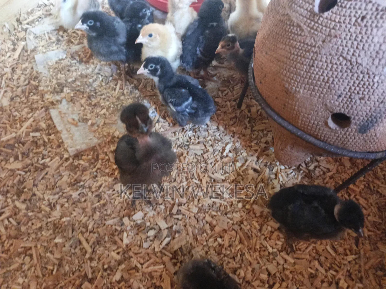 Pure Kienyeji Chicks