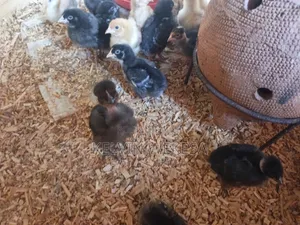 Pure Kienyeji Chicks