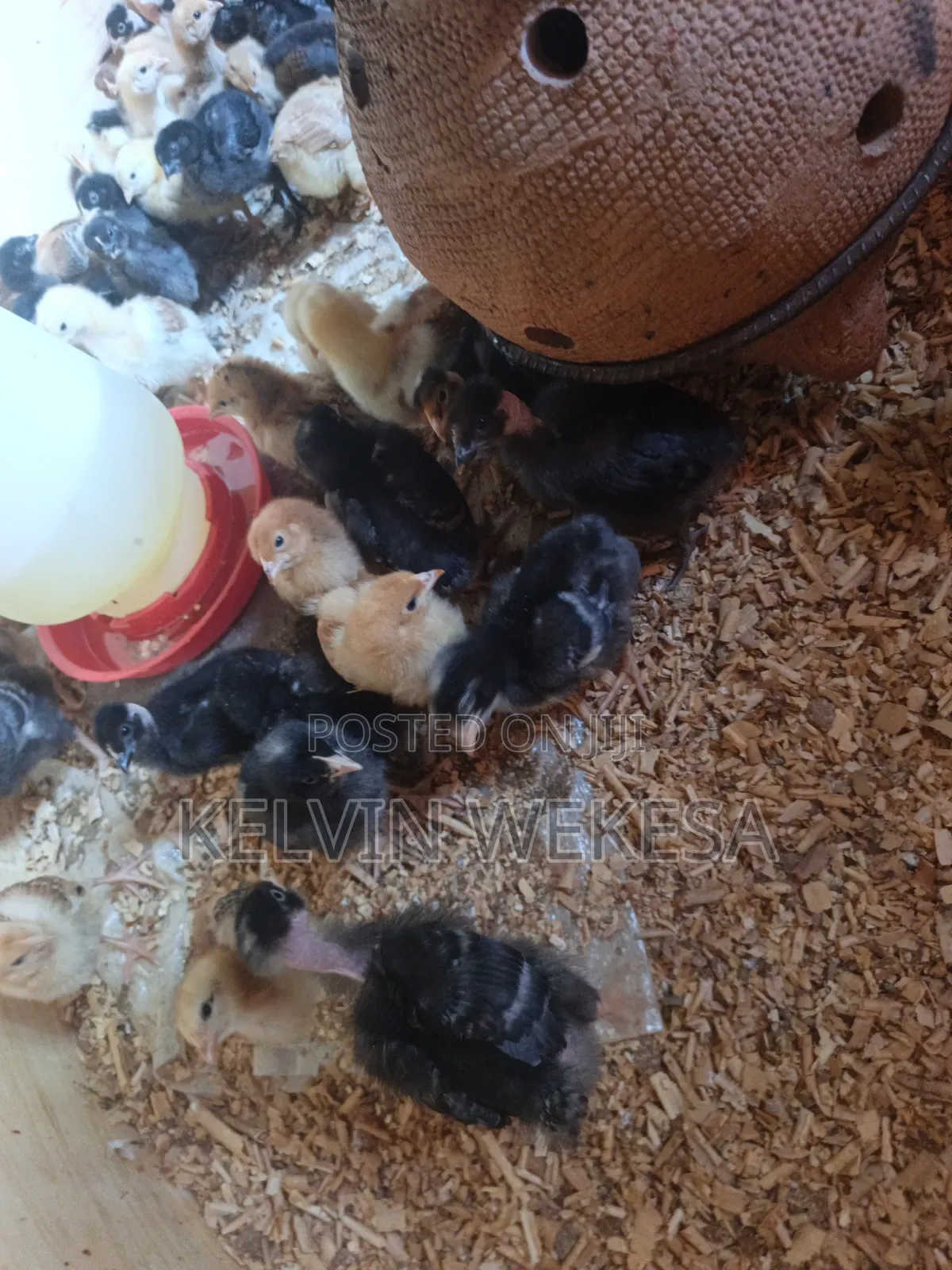 Pure Kienyeji Chicks