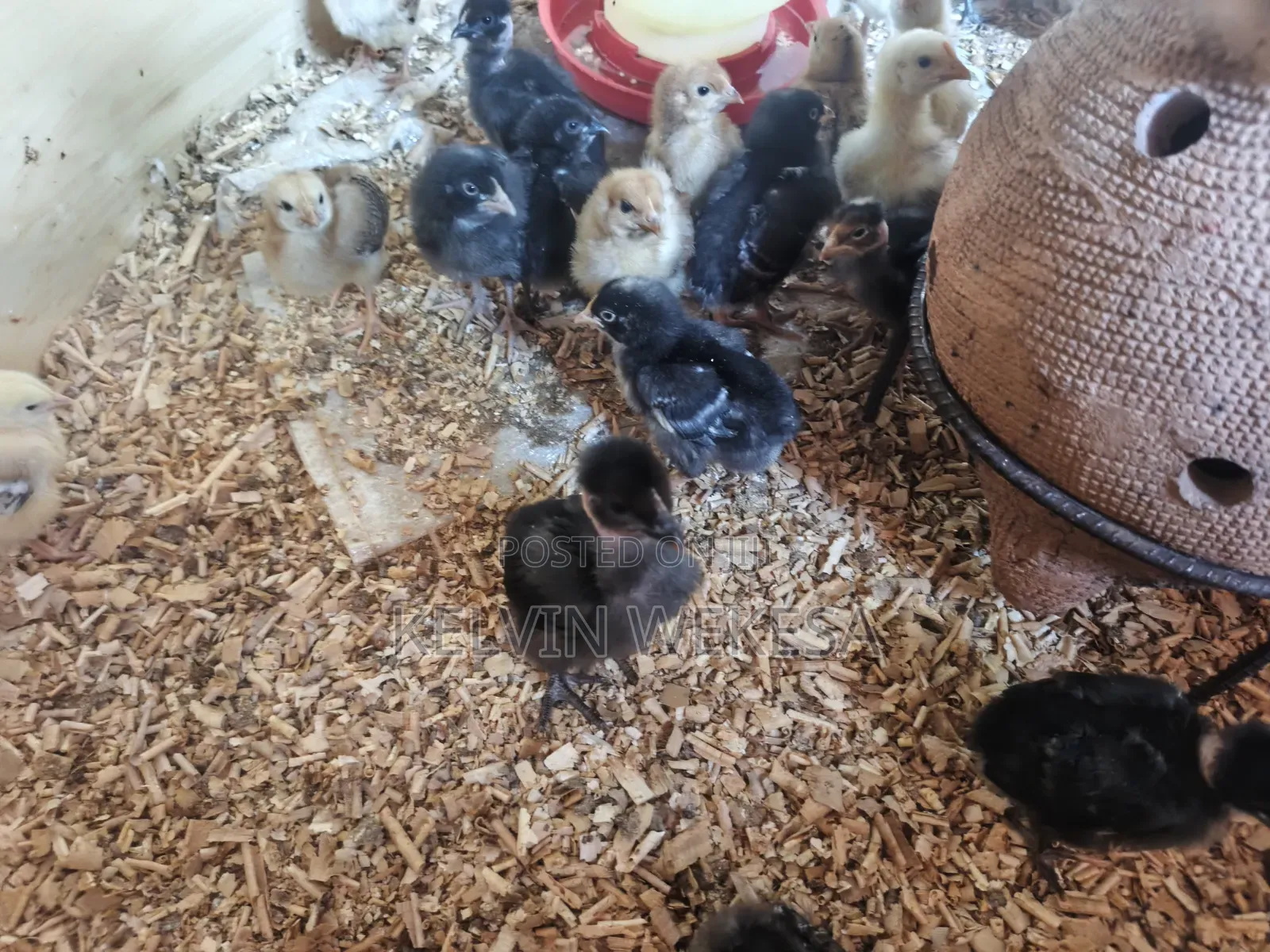 Pure Kienyeji Chicks