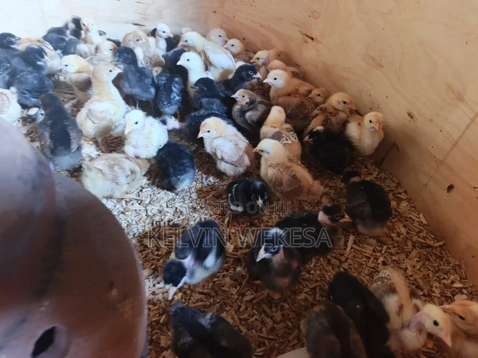 Pure Kienyeji Chicks