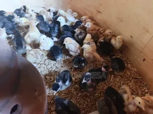 Pure Kienyeji Chicks