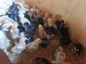 Pure Kienyeji Chicks