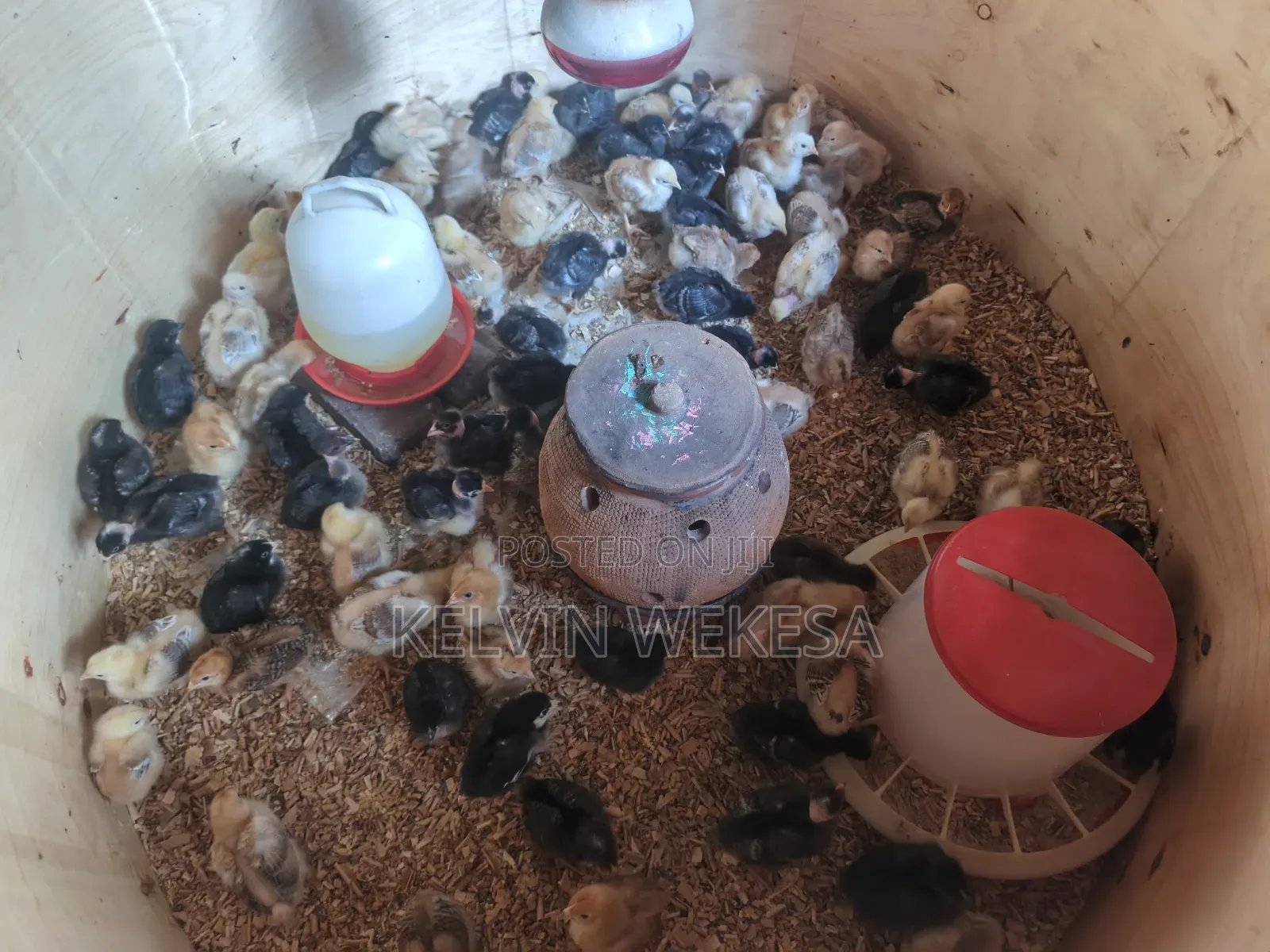 Pure Kienyeji Chicks