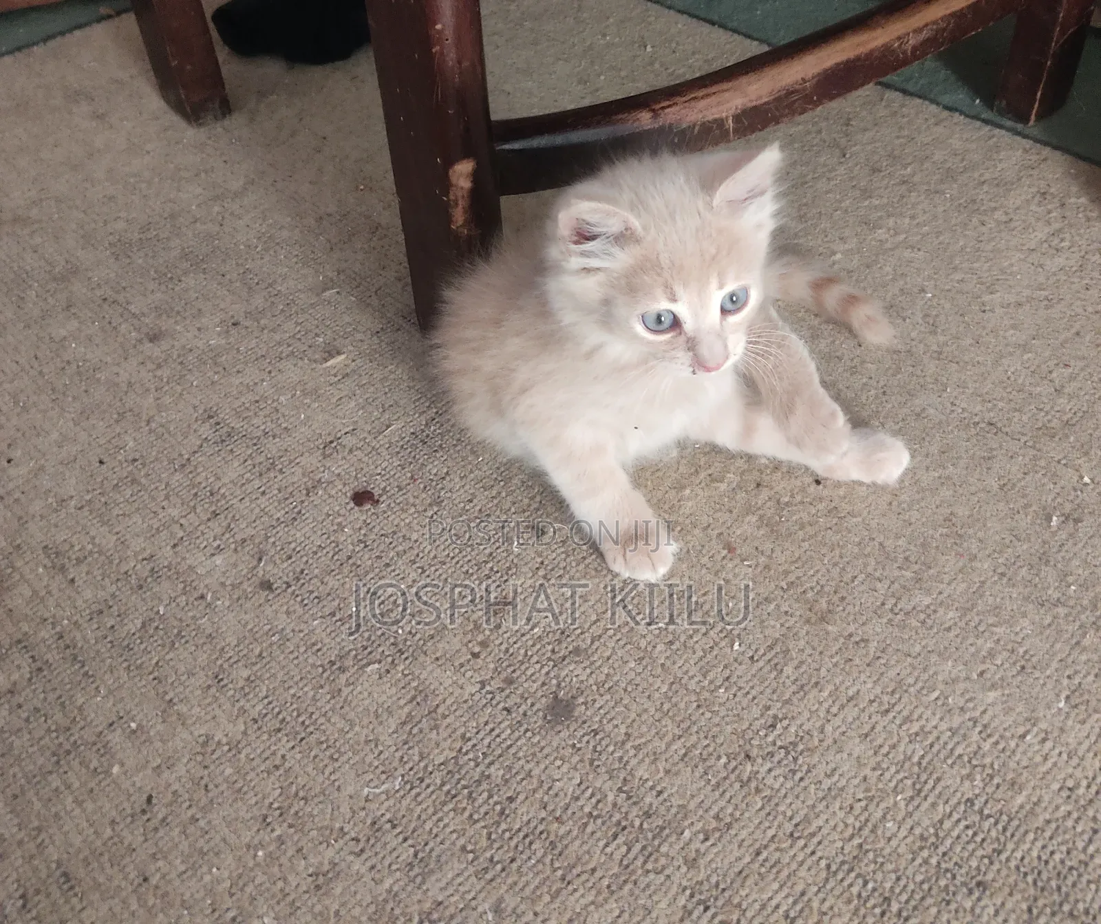 1-3 months Female Mixed Breed Cat