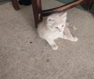 1-3 months Female Mixed Breed Cat