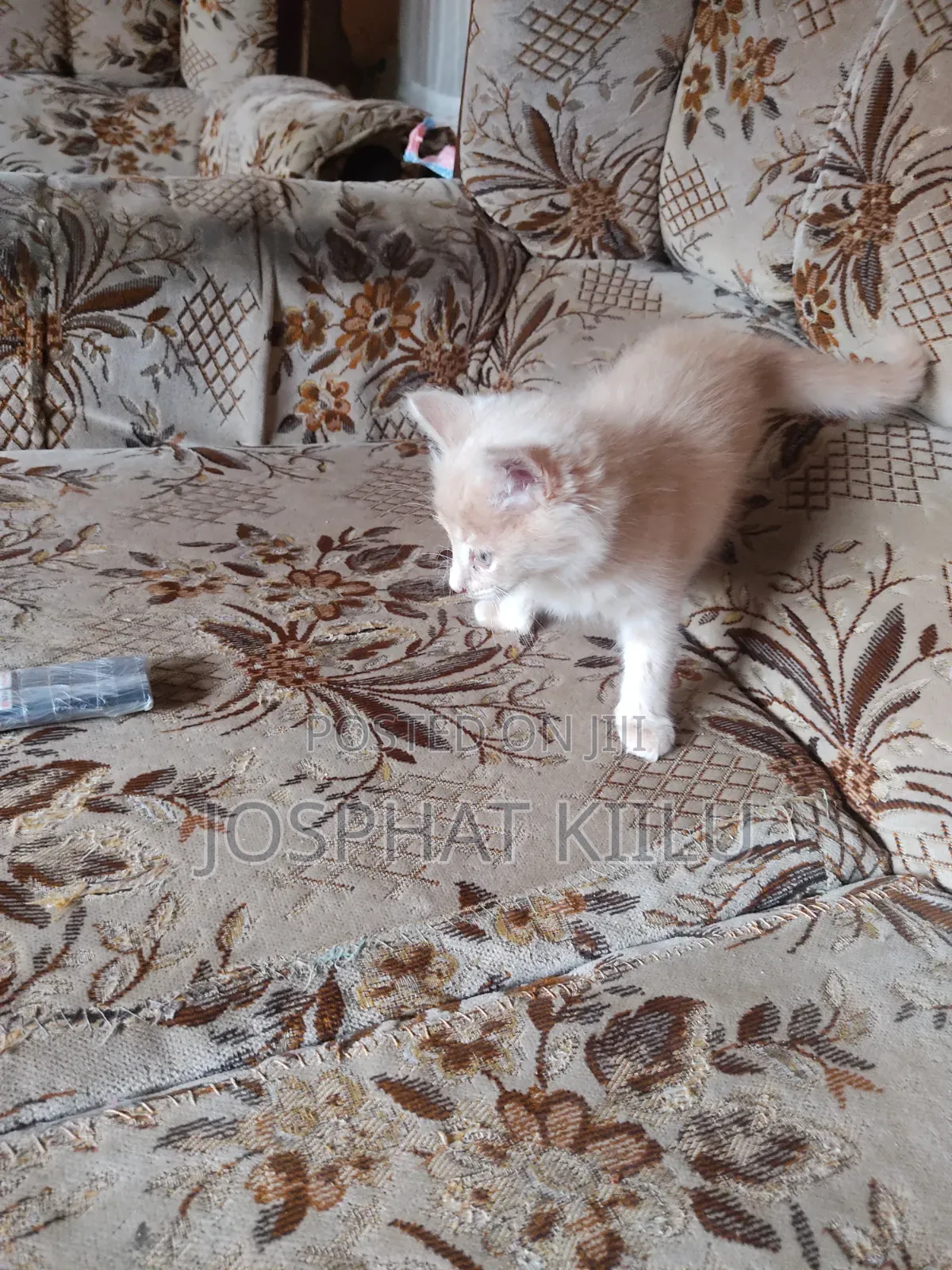 1-3 months Female Mixed Breed Cat