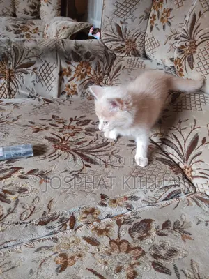 1-3 months Female Mixed Breed Cat