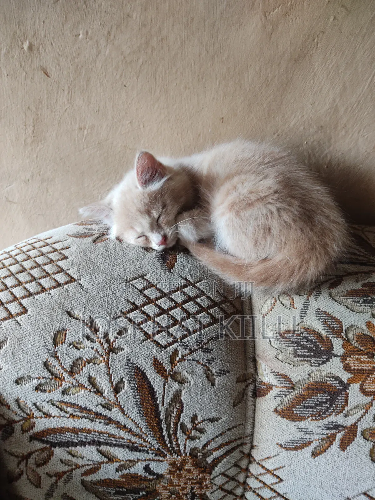 1-3 months Female Mixed Breed Cat