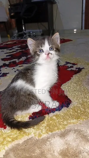 1-3 months Female Mixed Breed Cat