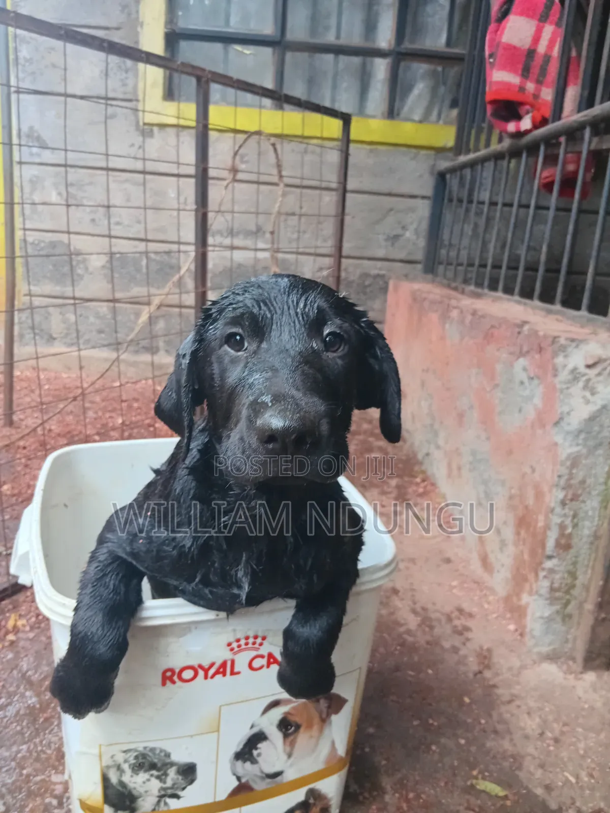 0-1 month Female Purebred Labrador Retriever