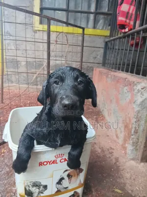 0-1 month Female Purebred Labrador Retriever
