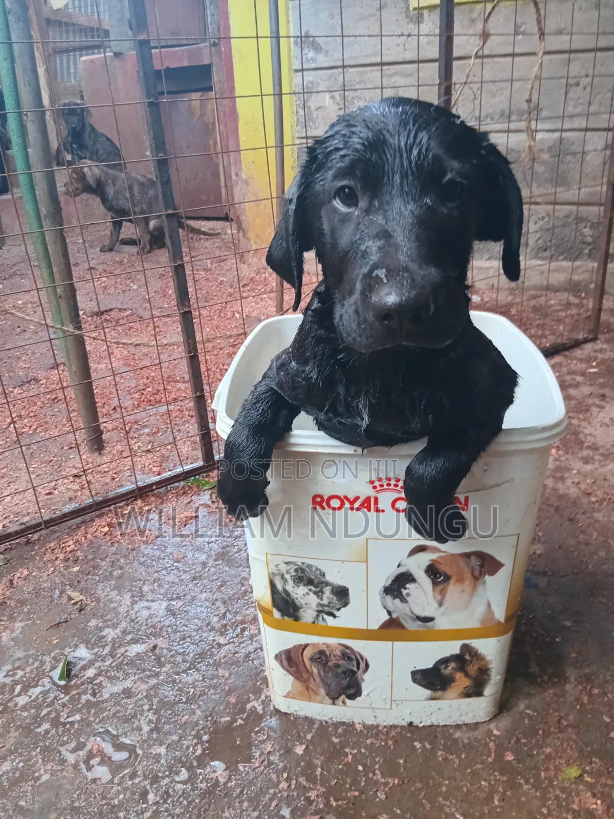0-1 month Female Purebred Labrador Retriever