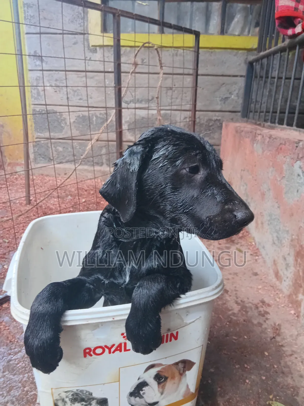 0-1 month Female Purebred Labrador Retriever