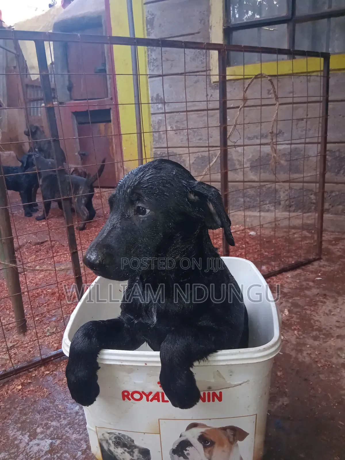 0-1 month Female Purebred Labrador Retriever