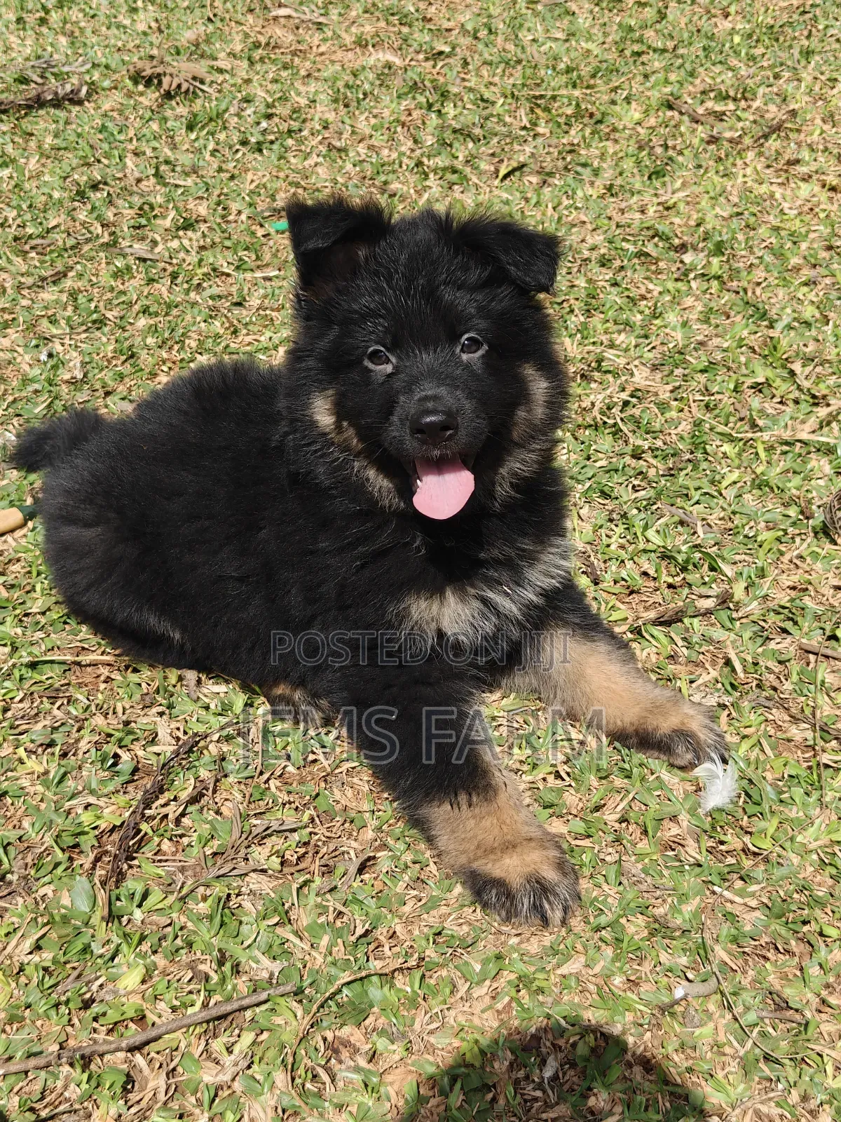 1-3 months Male Purebred German Shepherd