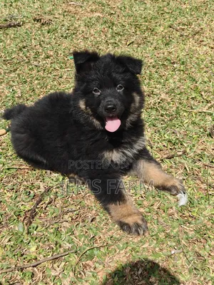 1-3 months Male Purebred German Shepherd