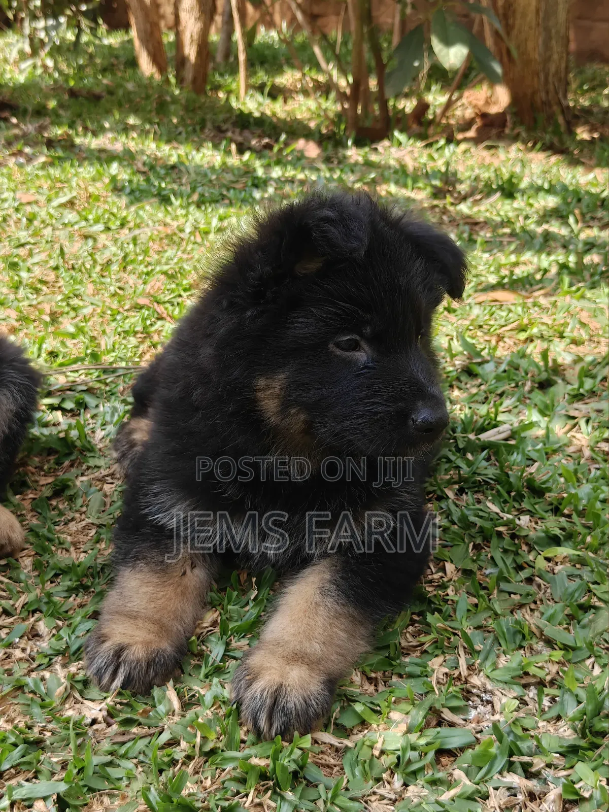 1-3 months Male Purebred German Shepherd