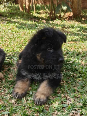 1-3 months Male Purebred German Shepherd