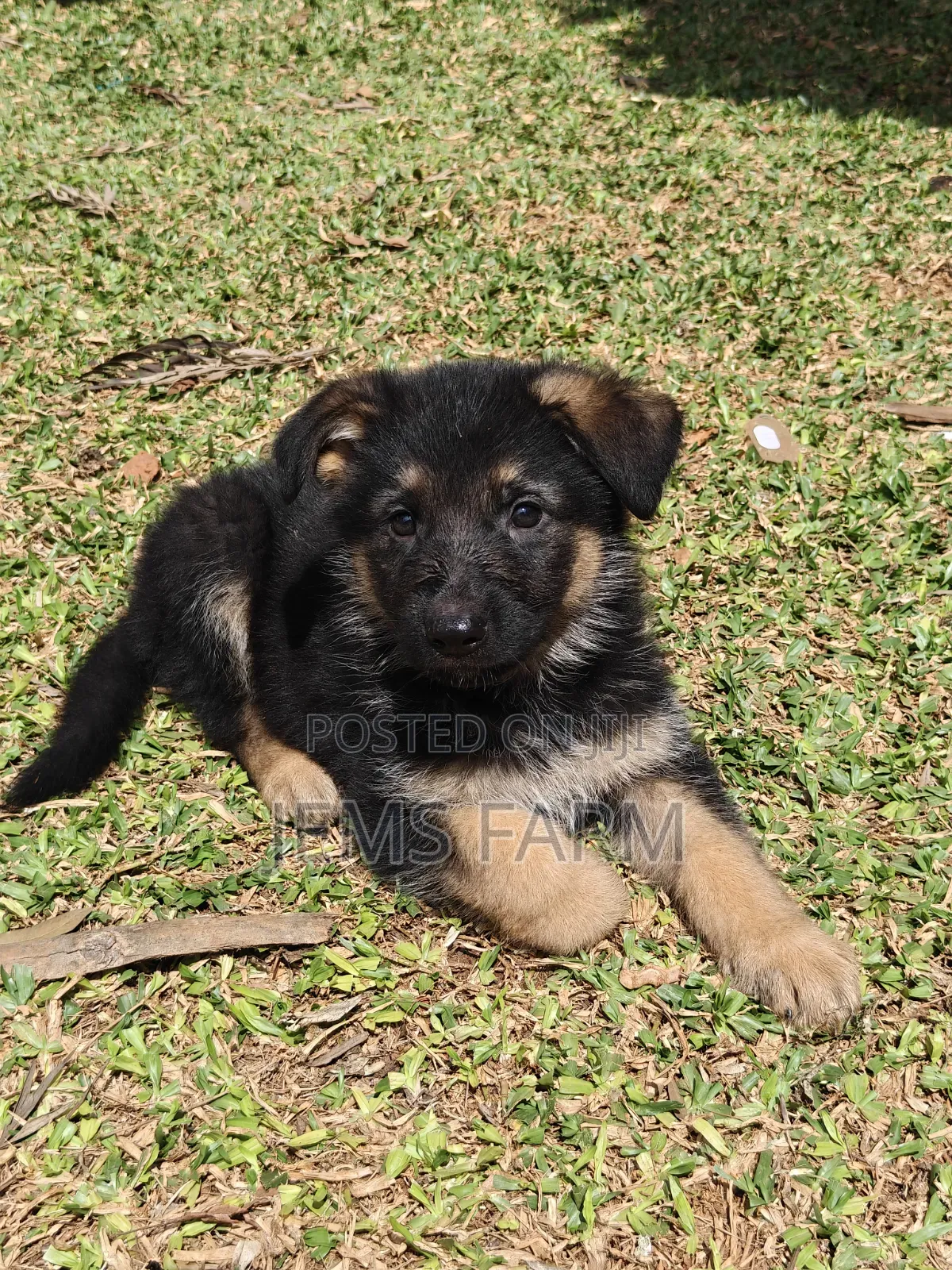 1-3 months Male Purebred German Shepherd