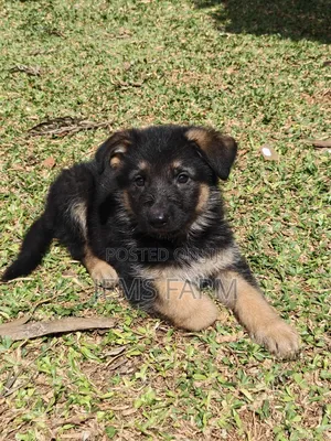 1-3 months Male Purebred German Shepherd