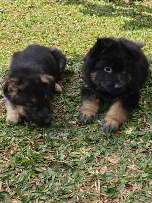 1-3 months Male Purebred German Shepherd