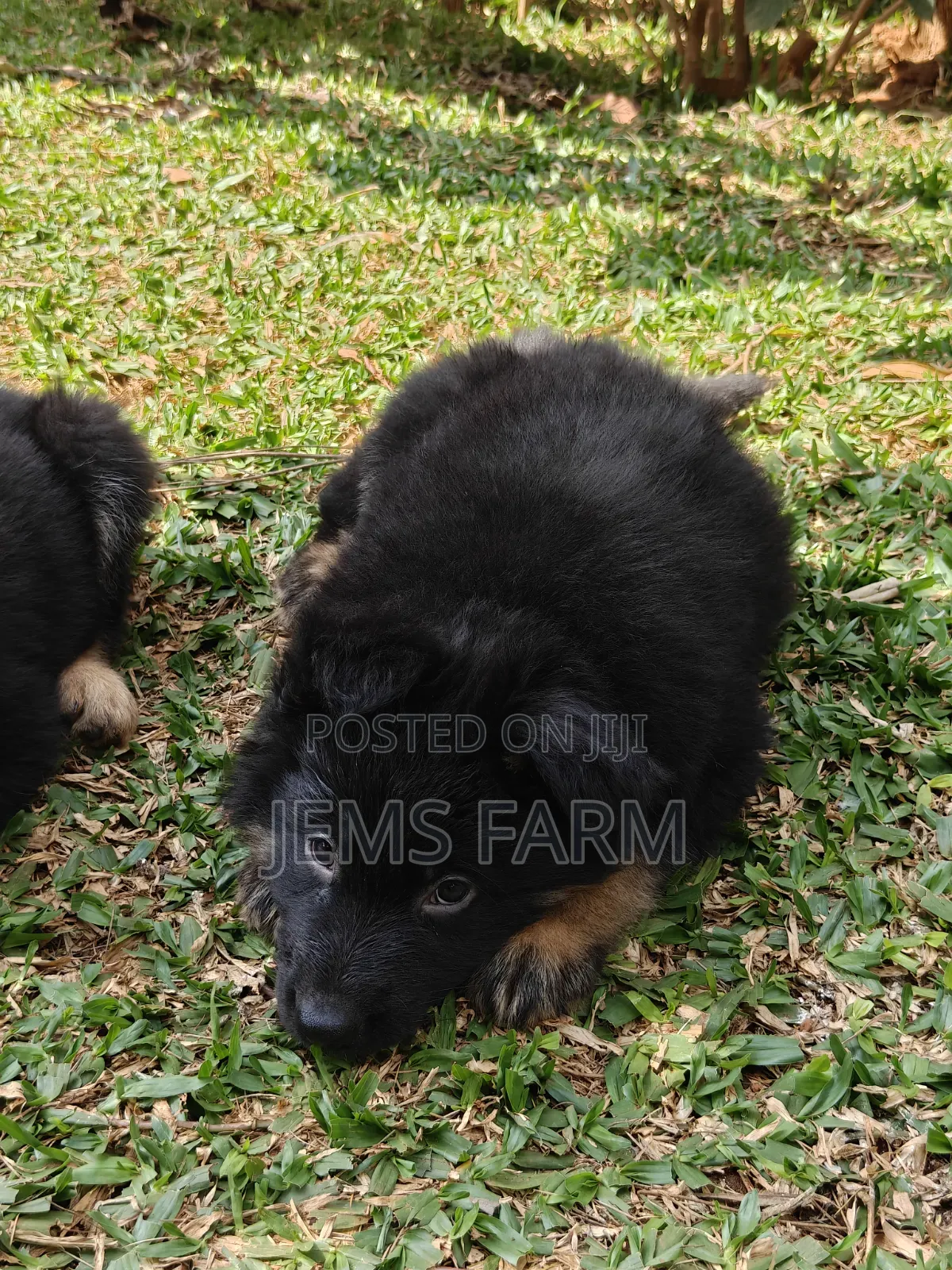 1-3 months Male Purebred German Shepherd