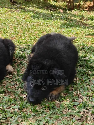 1-3 months Male Purebred German Shepherd