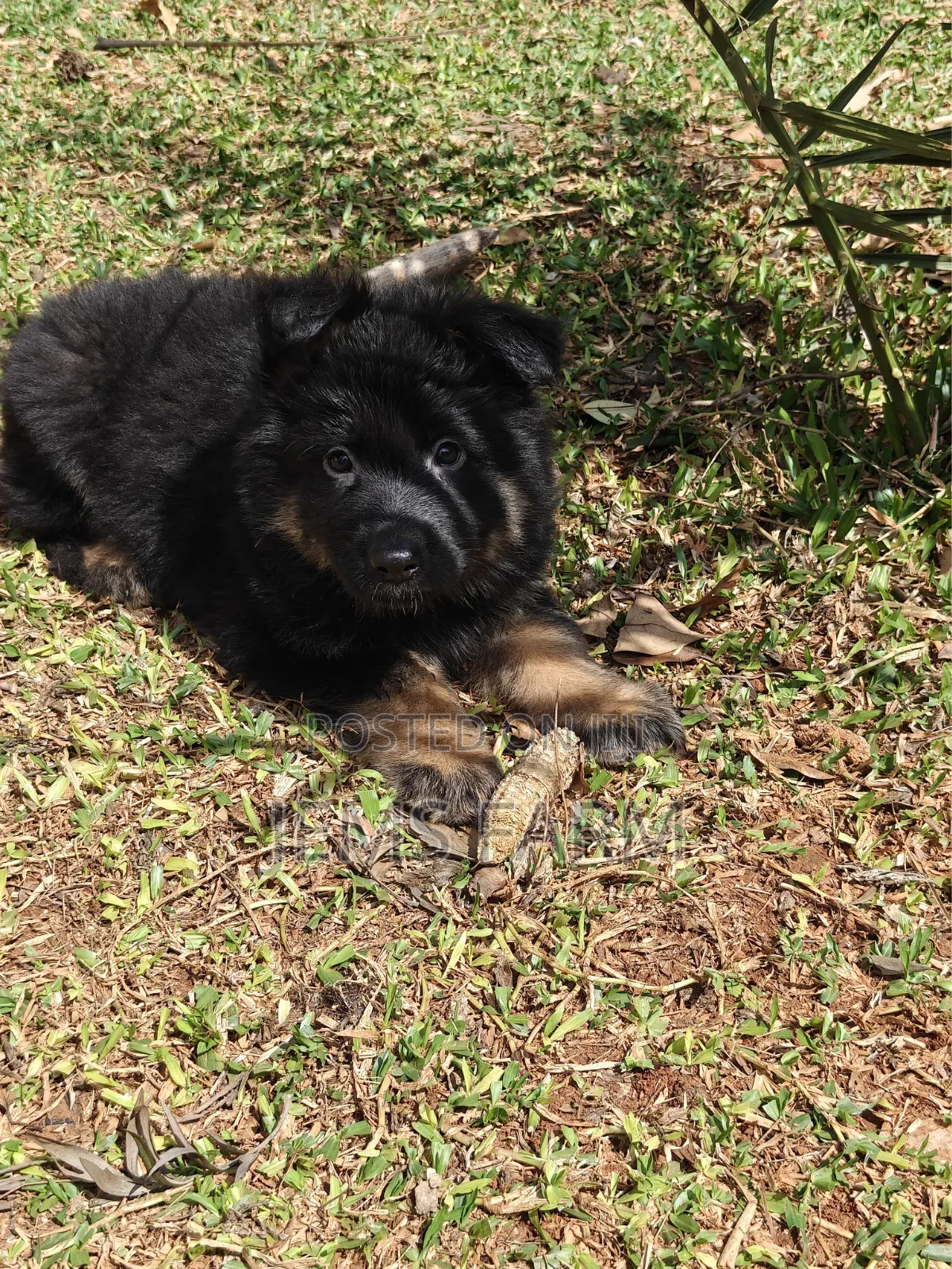 1-3 months Male Purebred German Shepherd