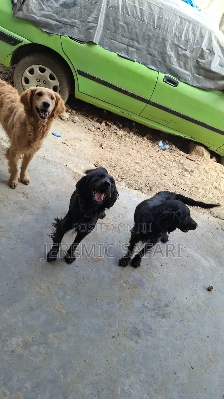 1+ year Female Purebred Labrador Retriever