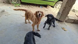 1+ year Female Purebred Labrador Retriever